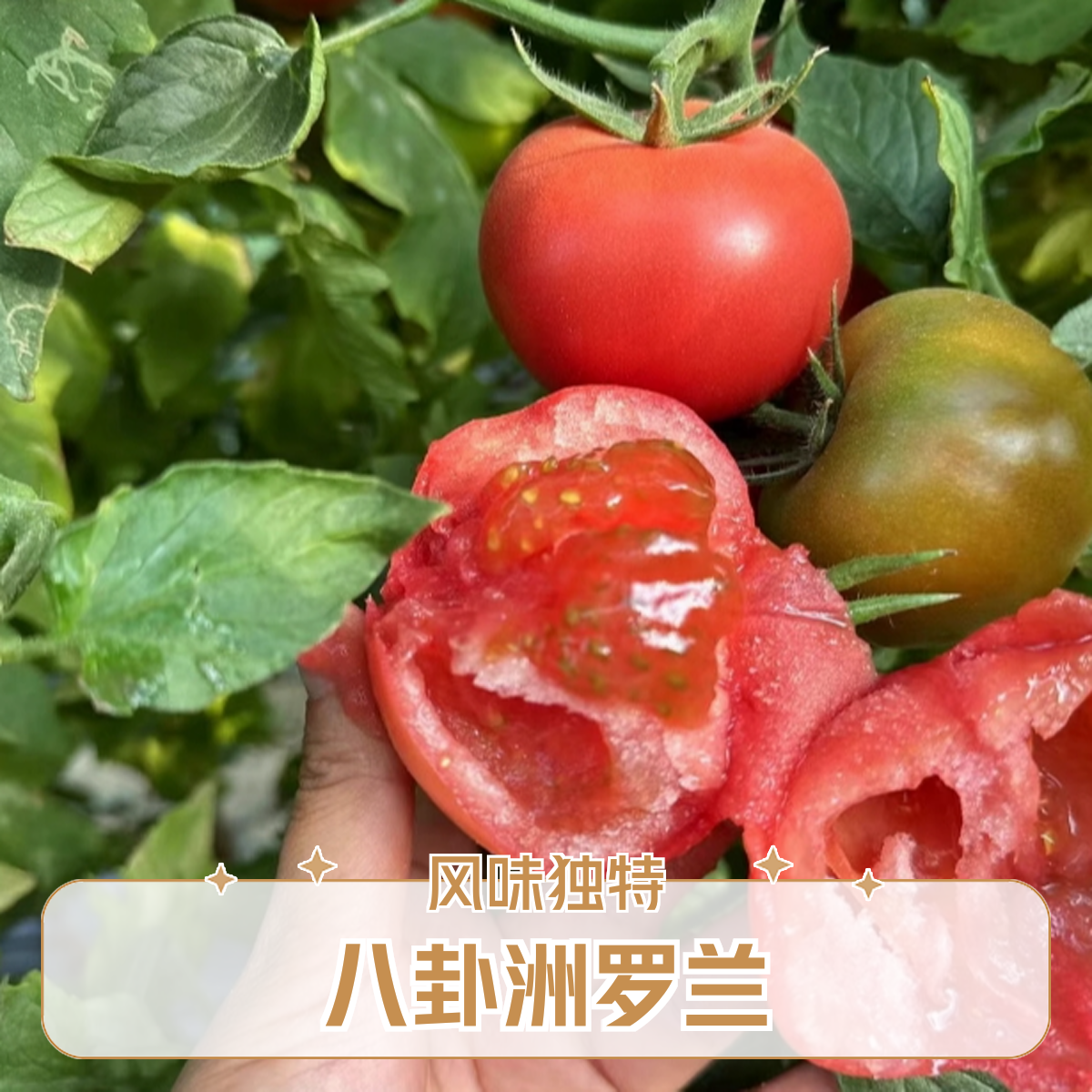 八卦洲罗兰西红柿风味浓郁酸甜可口易出沙童年老味道顺丰包邮送货上门1-5斤新鲜番茄同城送江苏省