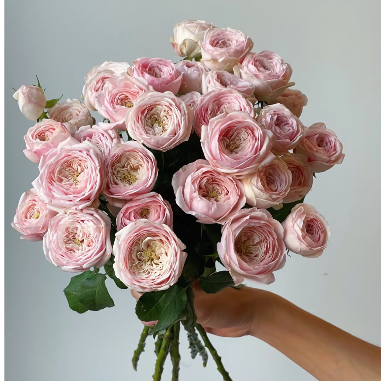 【多头玫瑰】酷皮多头玫瑰  任意两单顺丰或者京东包邮