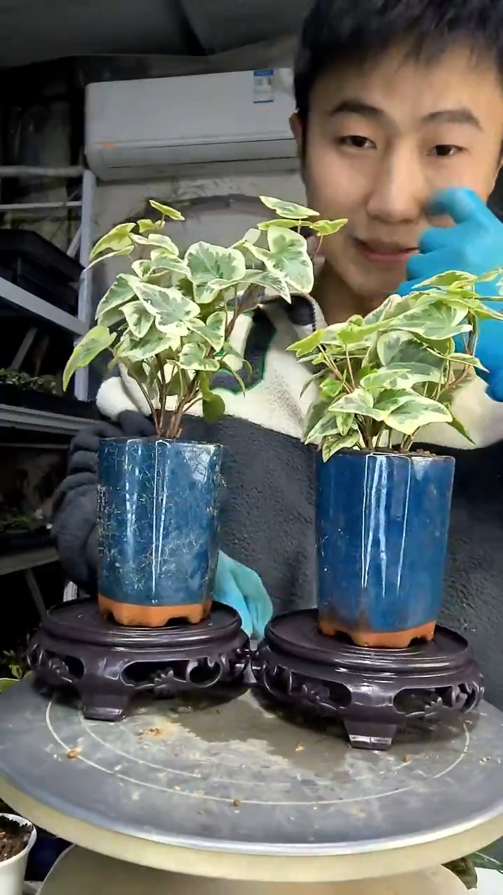 吖*?中青园艺一物一拍花486