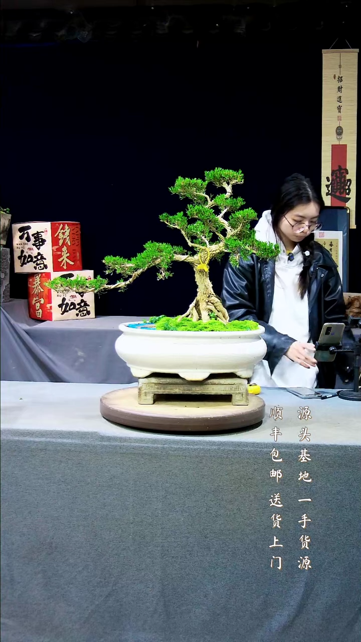 【闪购商品】雀舌黄杨盆景雀舌黄杨盆景