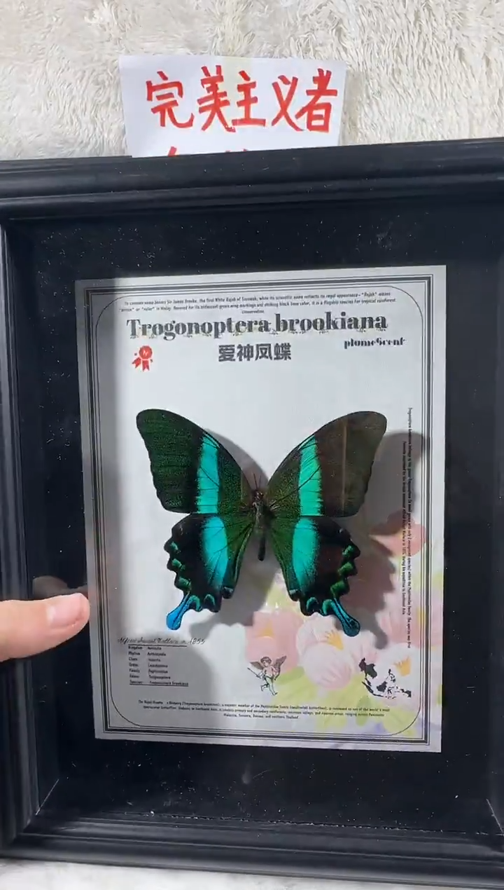 爱神凤蝶新相框   