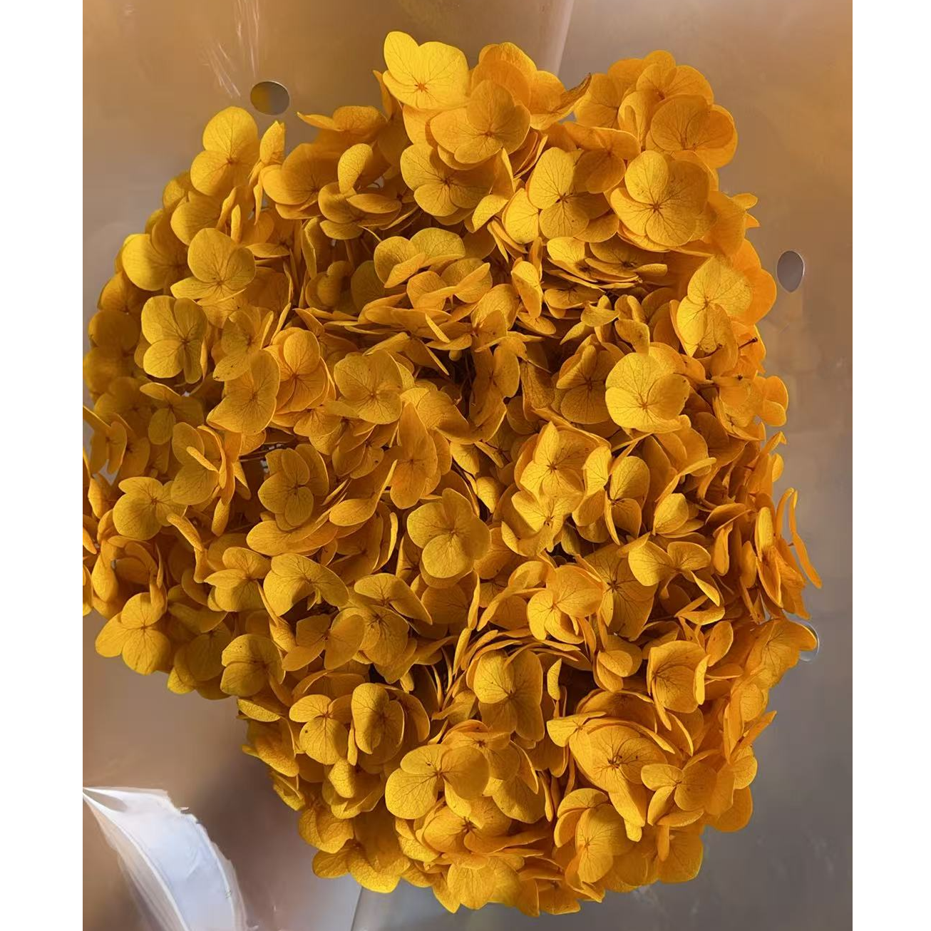 金黄色大安娜永生花真花长花期摆件适合婚庆客厅高档布景装饰插花