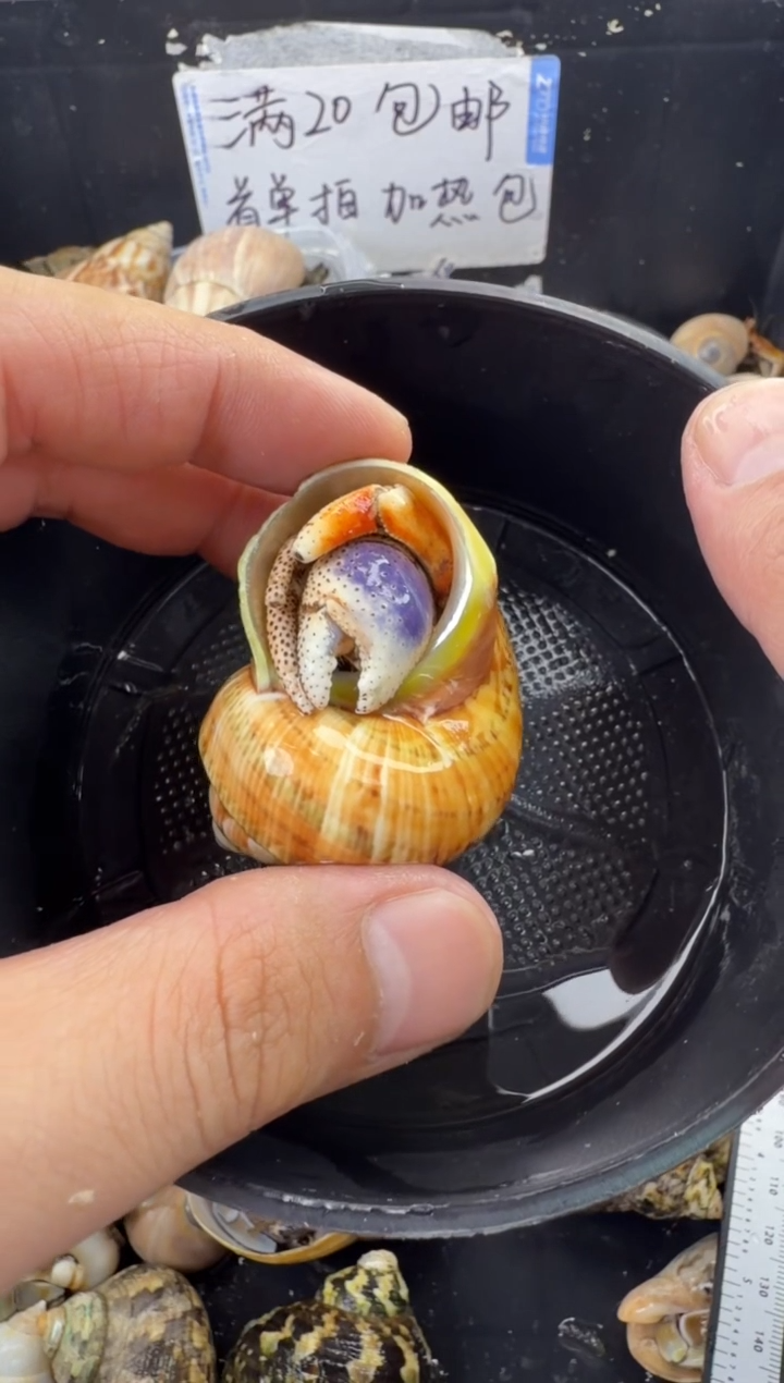 2.2口磨半个尖西伯一只
