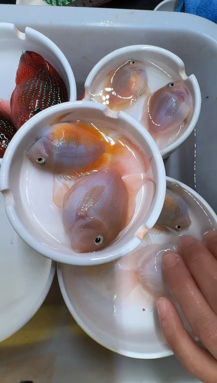 鹦鹉鱼胭脂粉一对