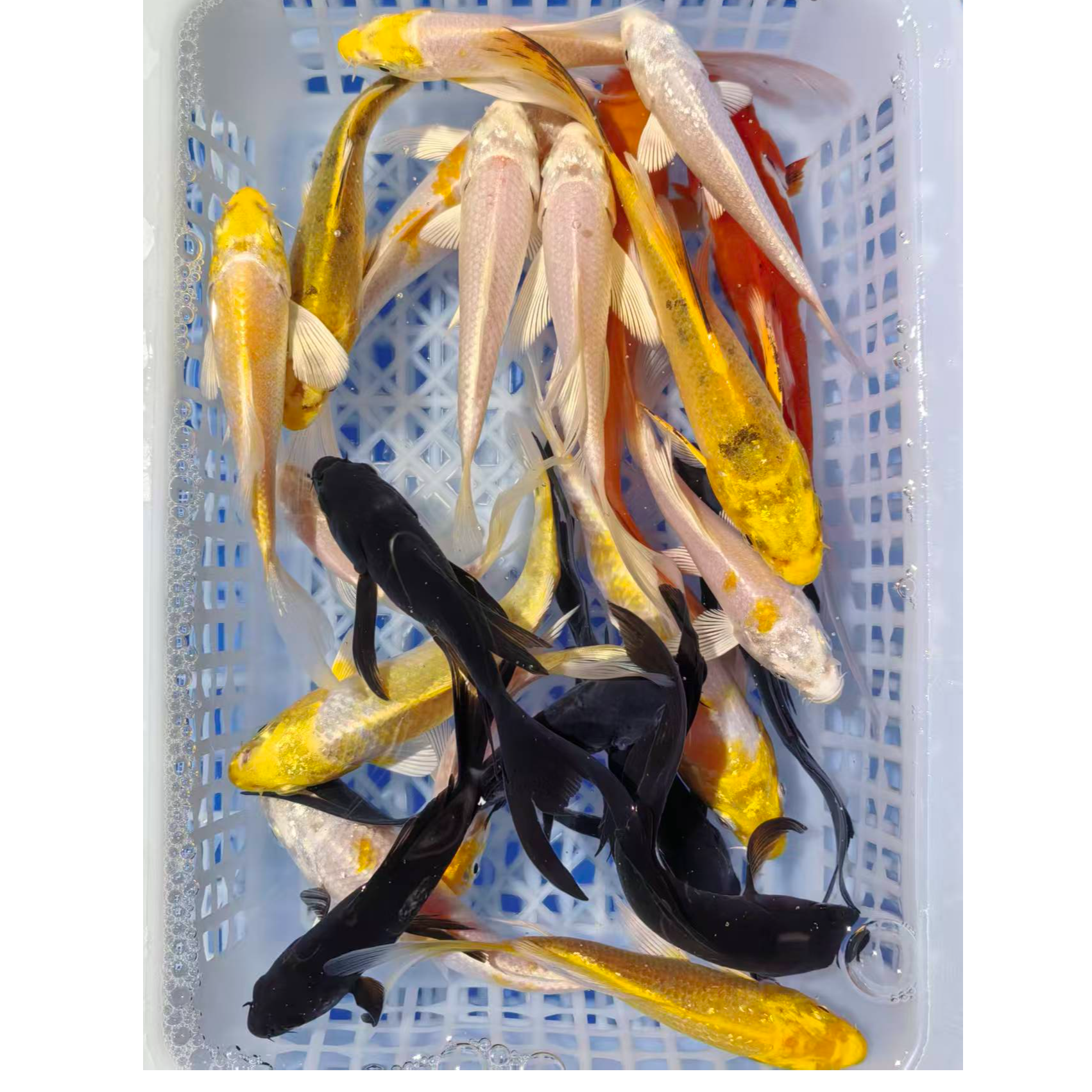 【6-10cm混搭款】冷水淡水锦鲤草金好养耐活鱼苗