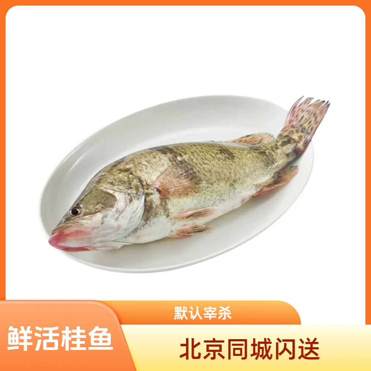 【鲜活】桂鱼 鳜鱼 多规格可选 海鲜水产（默认宰杀 需要活发请备注）