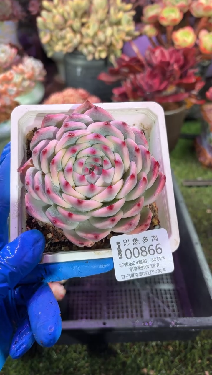 【闪购商品】00866