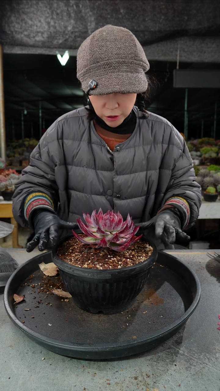 请****?7096号惊鸿仙子