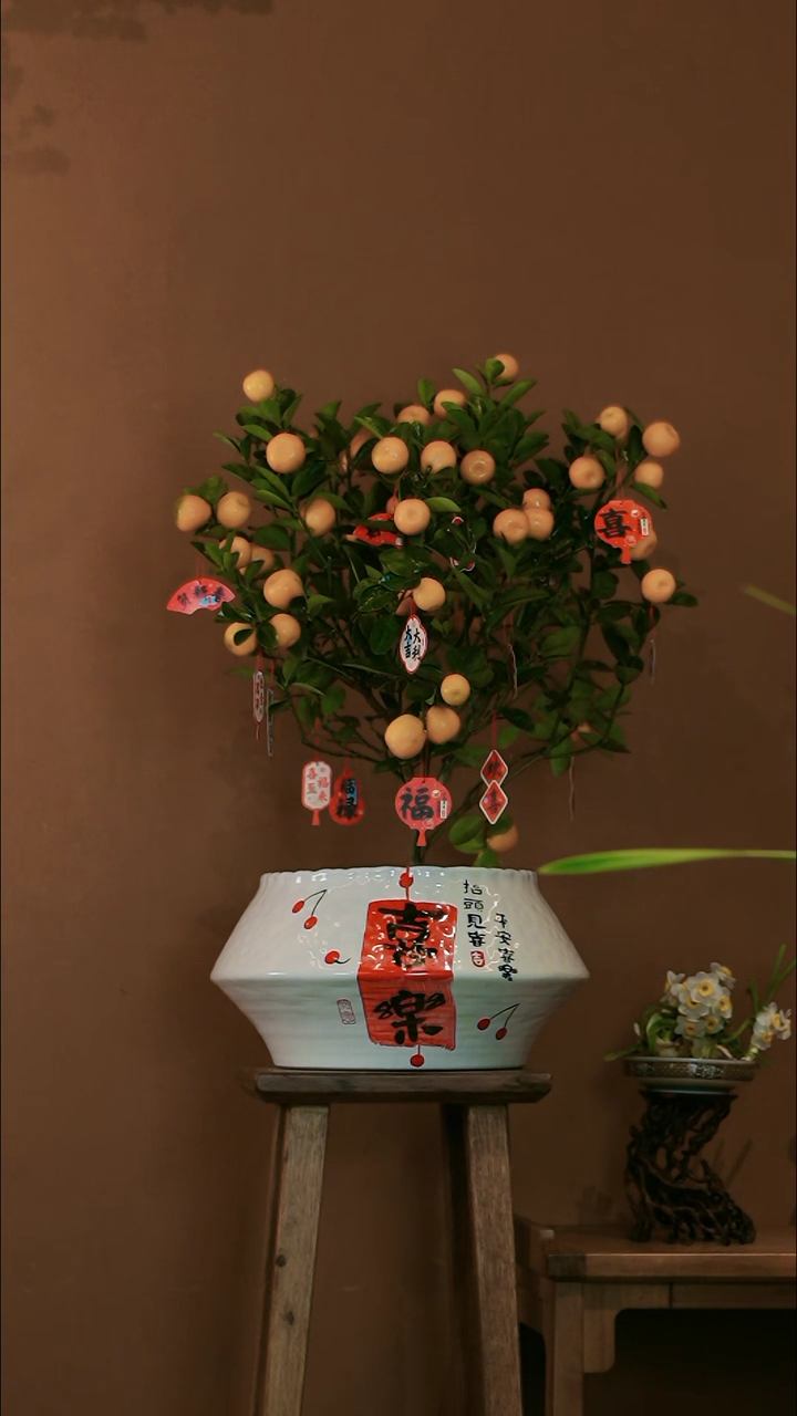 【闪购商品】盆景大金橘