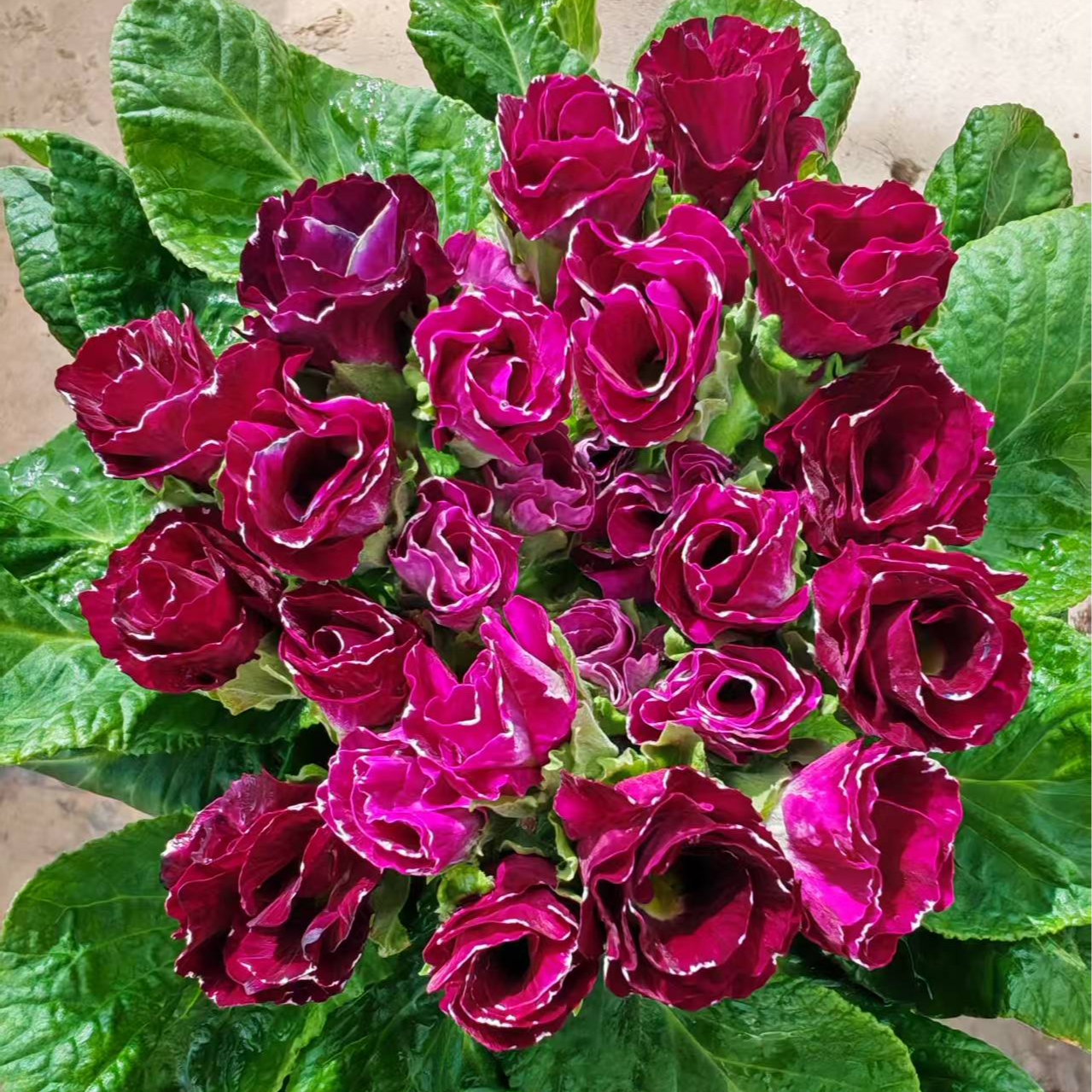 紫梦 缤纷大厂出品f1代种苗报春花盆栽耐寒年宵花卉好养活阳台