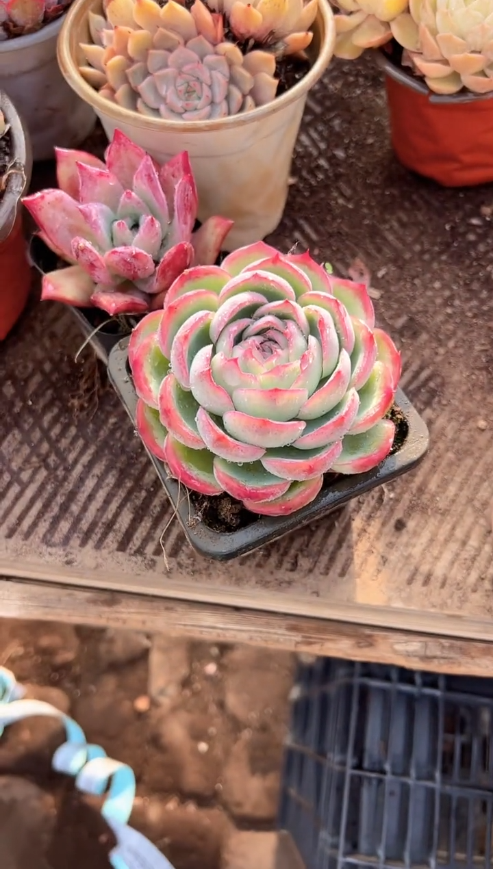 岁****9多肉植物一物一拍09223