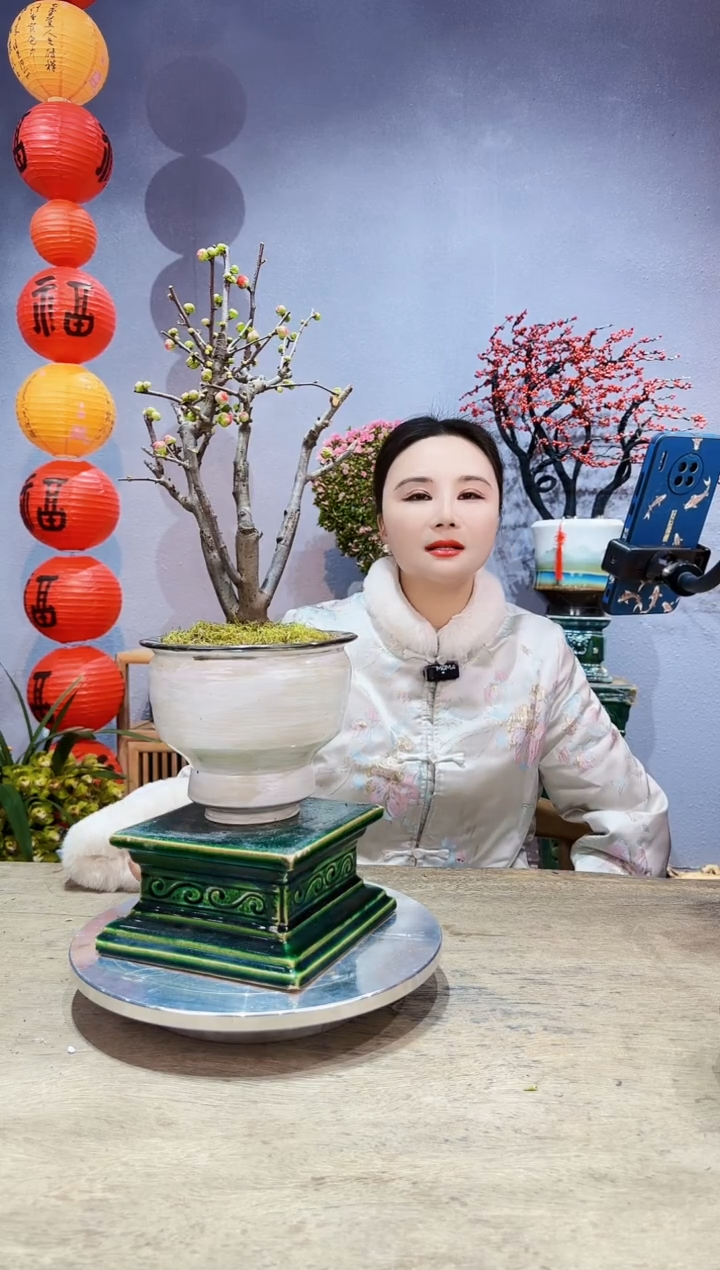 【闪购商品】盆景海棠 长寿冠