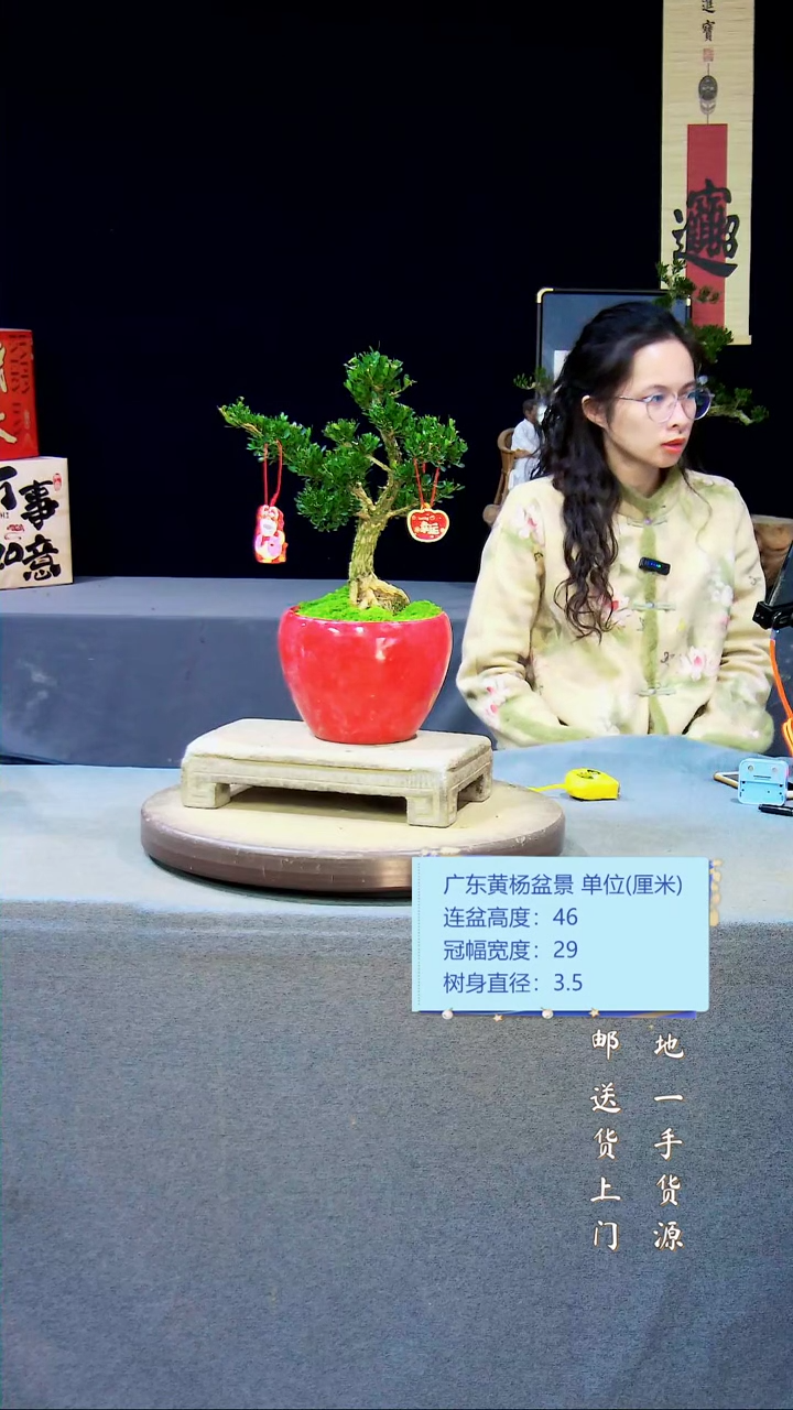 【闪购商品】黄杨盆景黄杨盆景