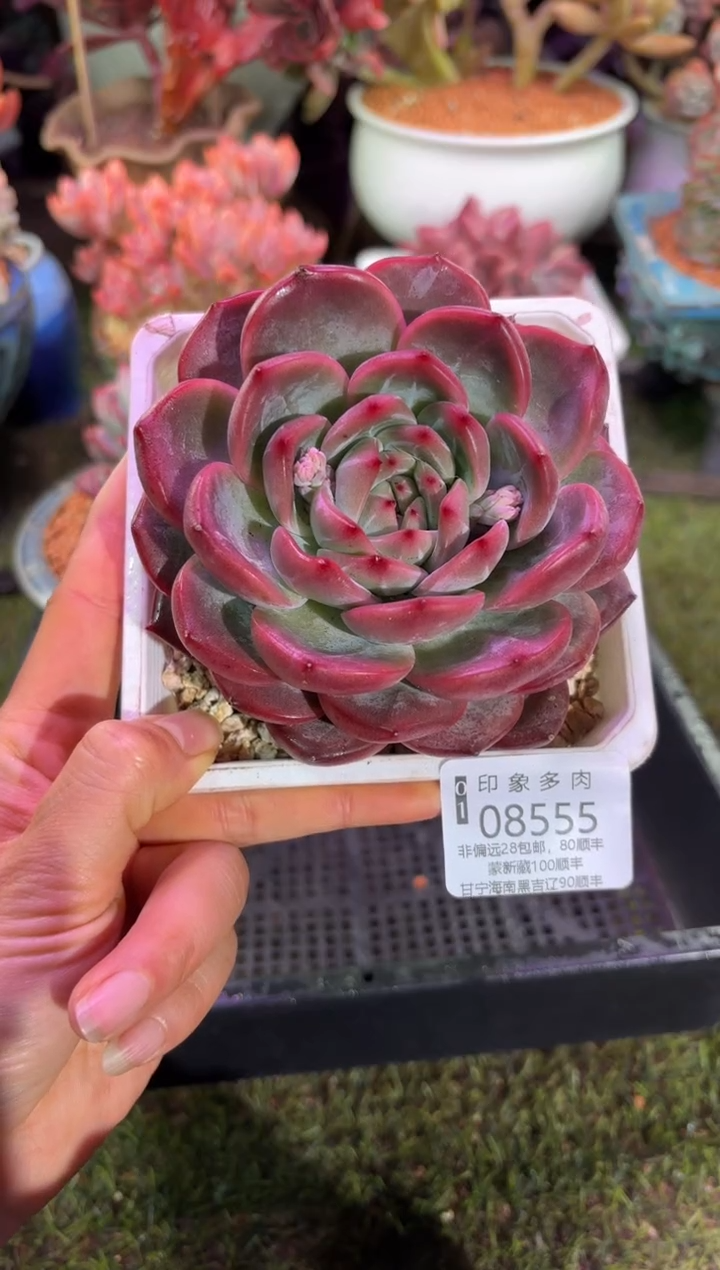 【闪购商品】08555