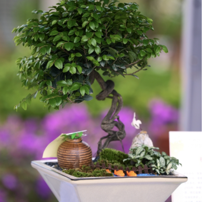 重庆永川金弹子精美盆栽