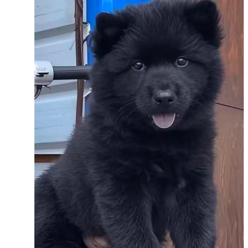 中华田园犬五黑犬土松广西五黑四眼唐狗黄狗白面