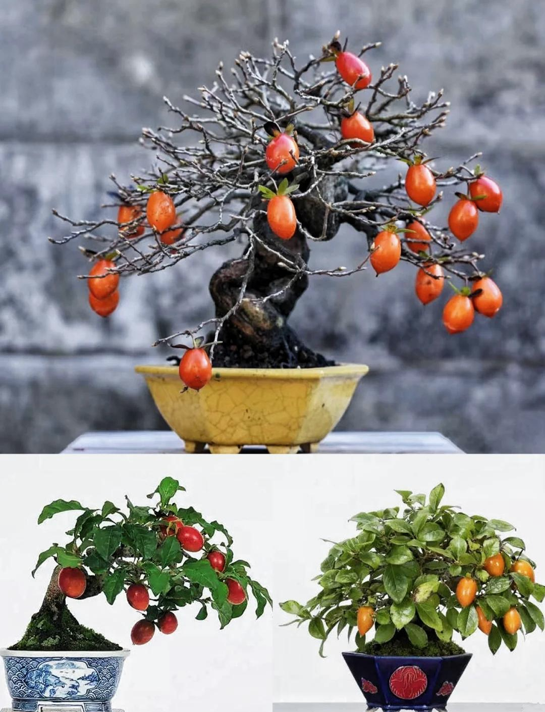 一物一拍：网红老鸦柿金弹子盆栽适合南北方室内外摆放