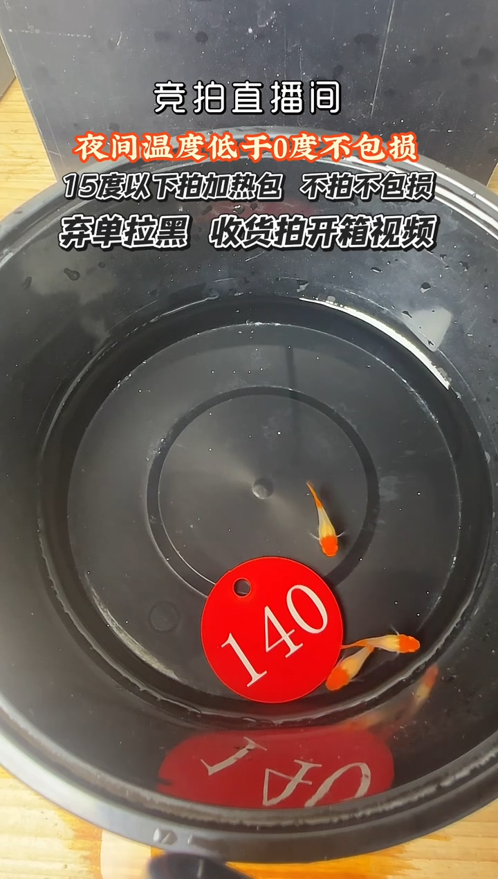 孔雀鱼140 红头苗三条