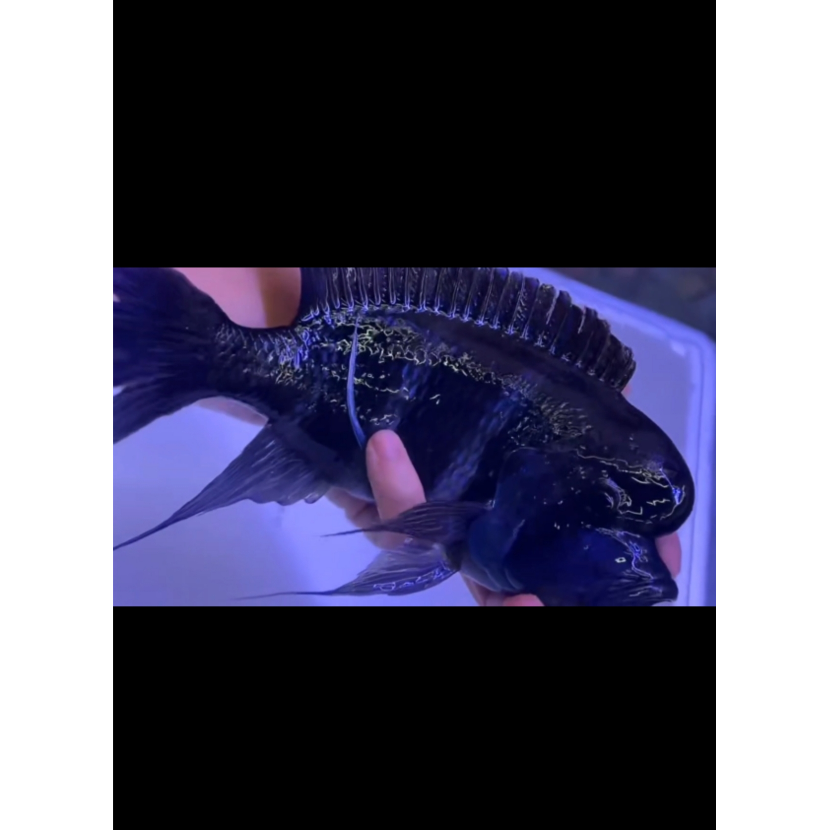 伊巴卡六间活体观赏鱼包邮