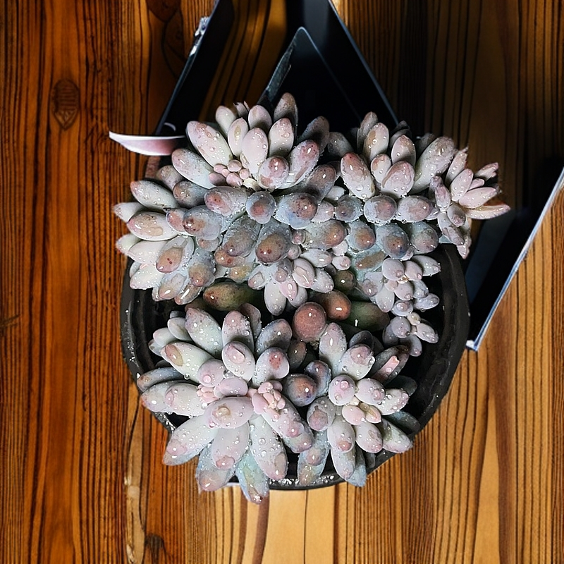 77多肉（婴儿手指）直播展示 紫色 裸根  粉色 夏季 多肉植物产品