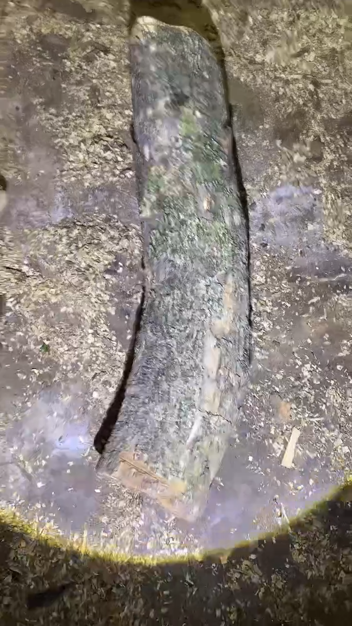 小叶桢楠金丝楠木