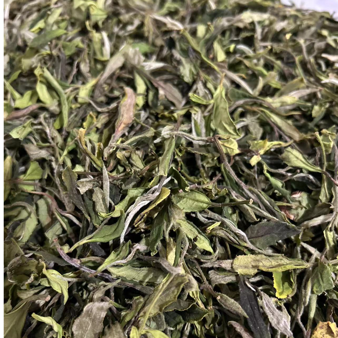 2025年半抛荒花香贡眉-野草系列-4月6日