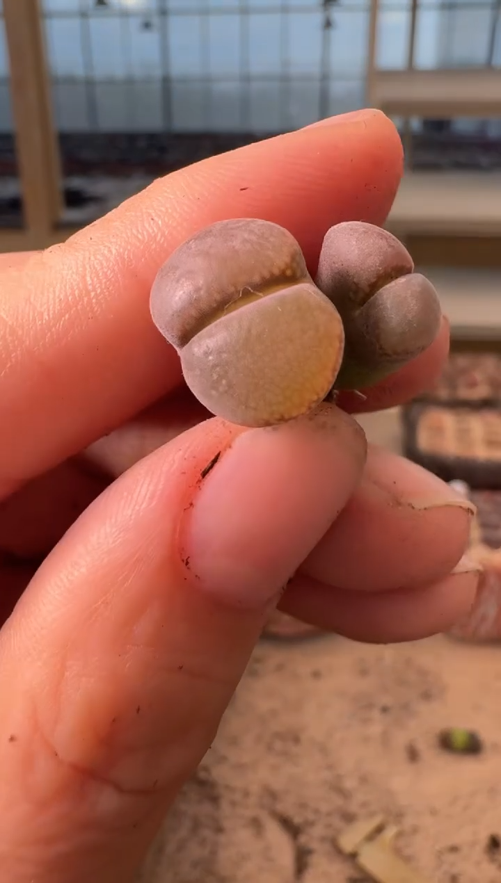  12-309多肉植物肉锥