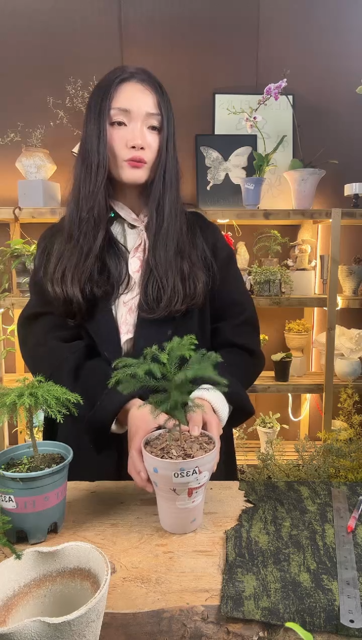 无花朵南洋杉加盆一套320