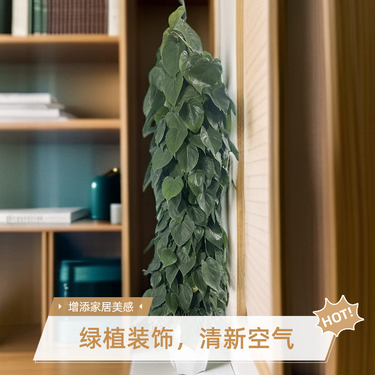 青叶藤叶片多轻微掉叶属于正常四季常绿可净化空气