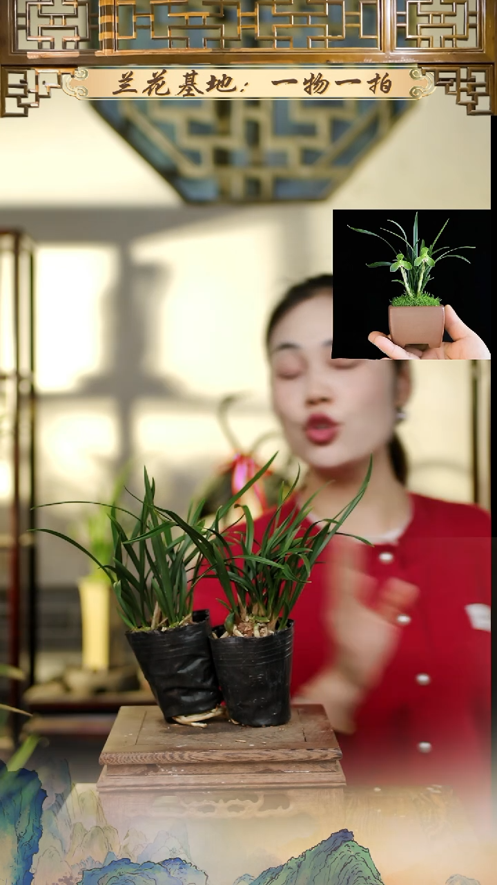 全部花苞翠盖荷2盆