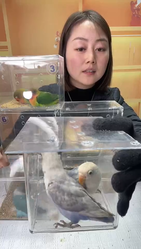 桃脸牡丹鹦鹉碧云天紫色一对