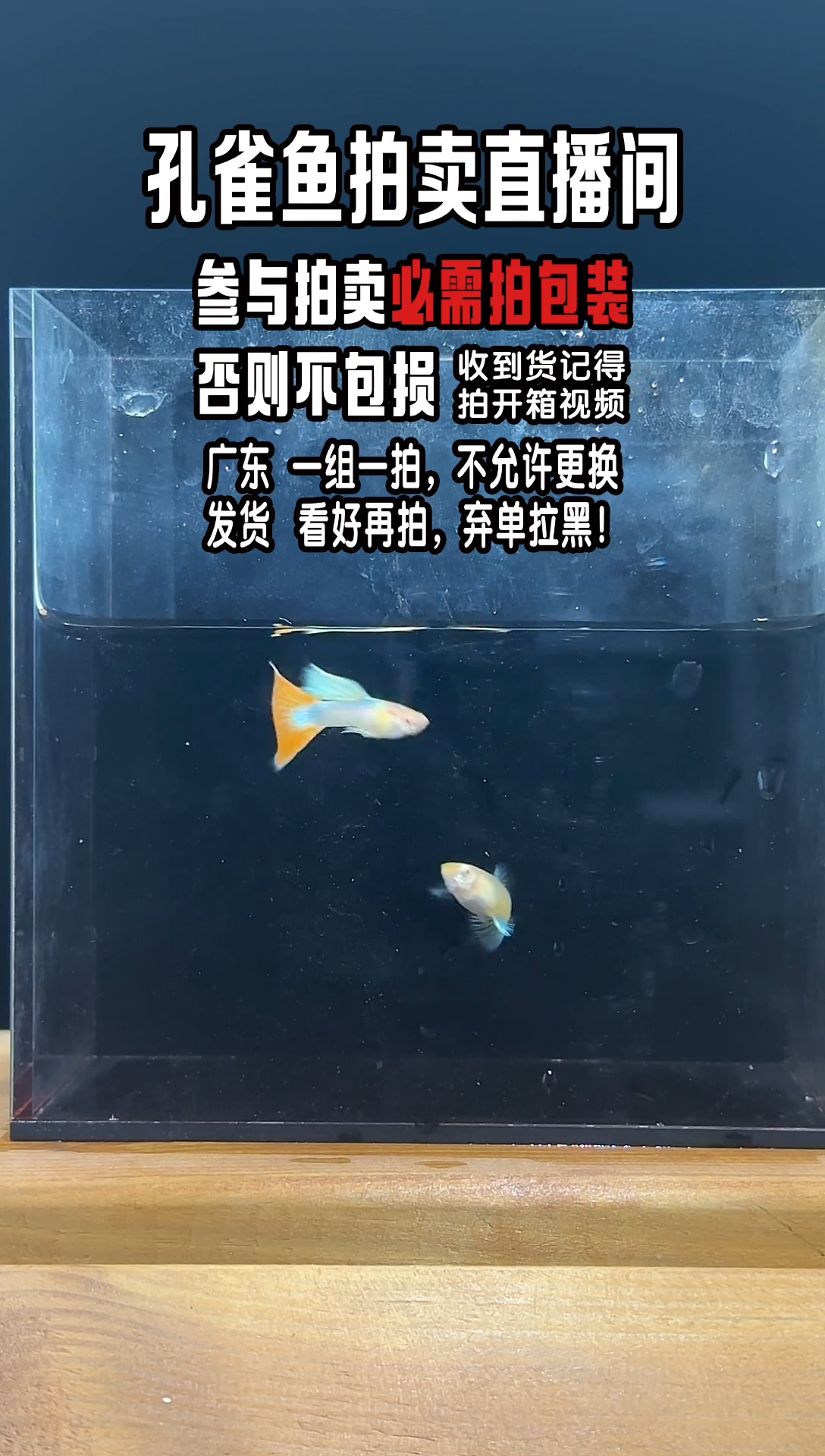 孔雀鱼火烧云1对