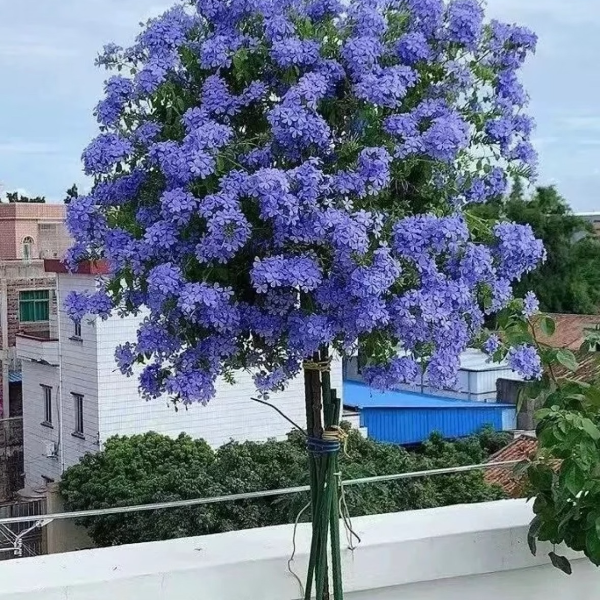【蓝雪花棒棒糖】盆栽四季开花可盆栽地栽于室内外阳台庭院蓝色绿植