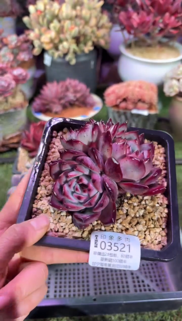 【闪购商品】03521