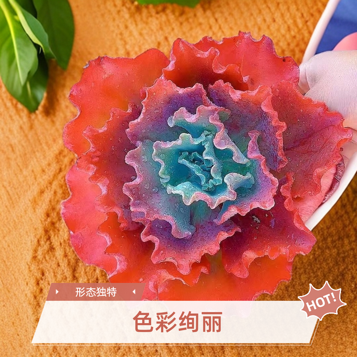 大婚纱脱土  灵峰多肉净化空气