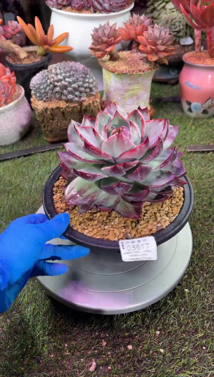 【闪购商品】03617