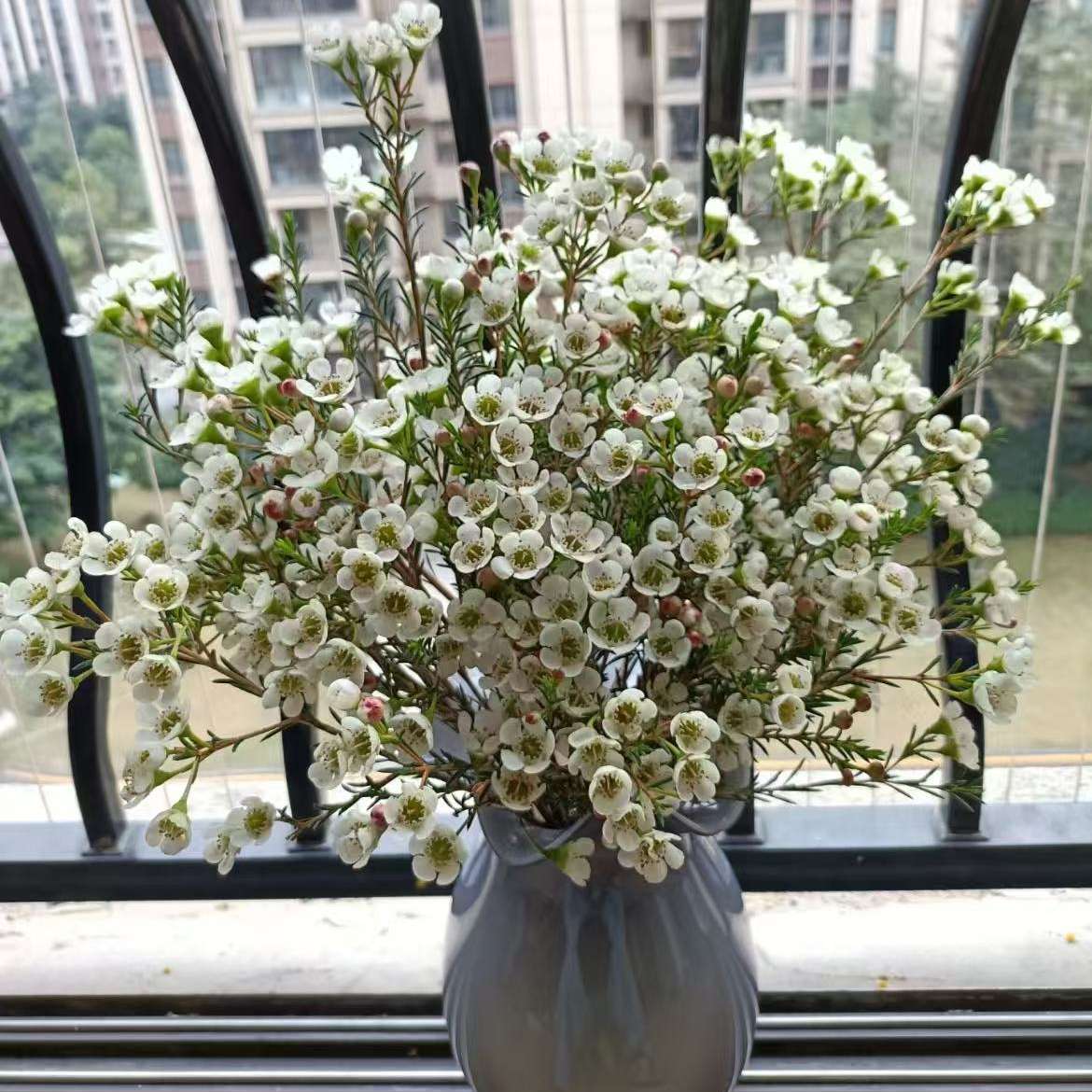 【一品花集】【白色】 腊梅