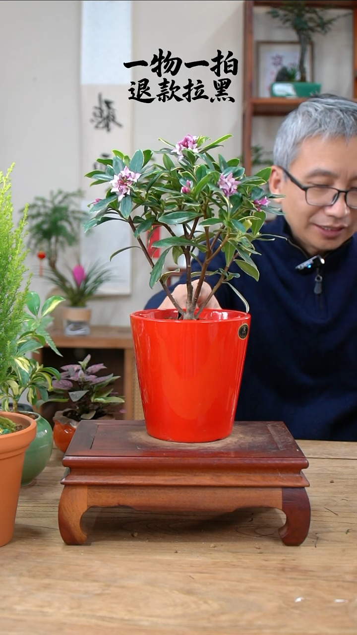 完全开放走*瑞香333