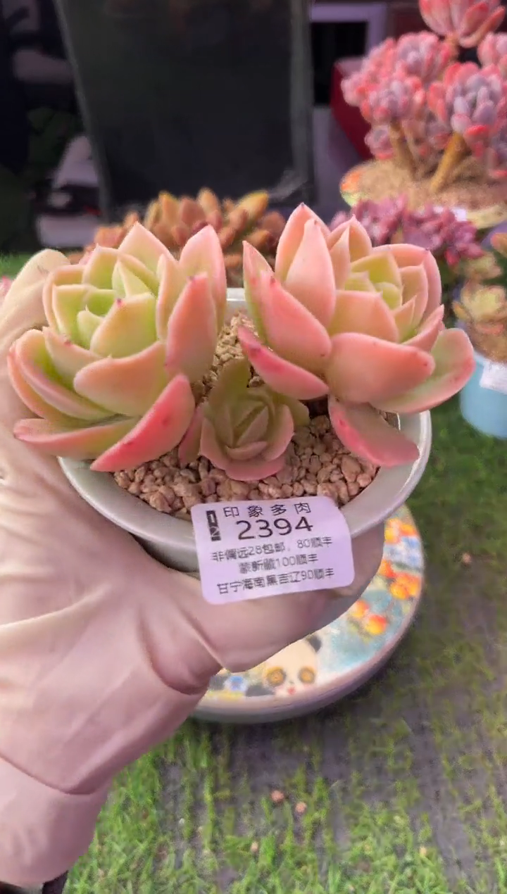 昆明印象多肉2394