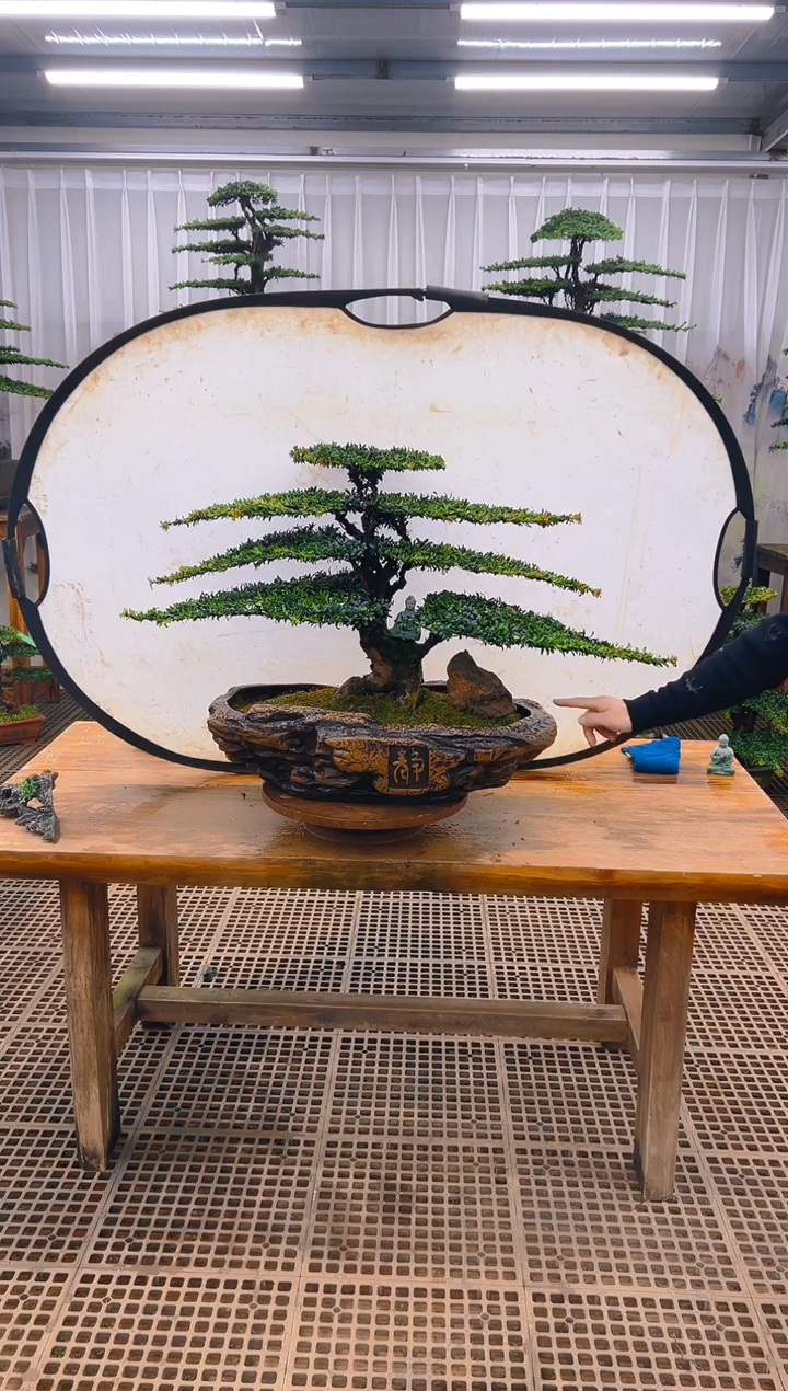 无花朵鸿****发精品盆景直播间一物一拍