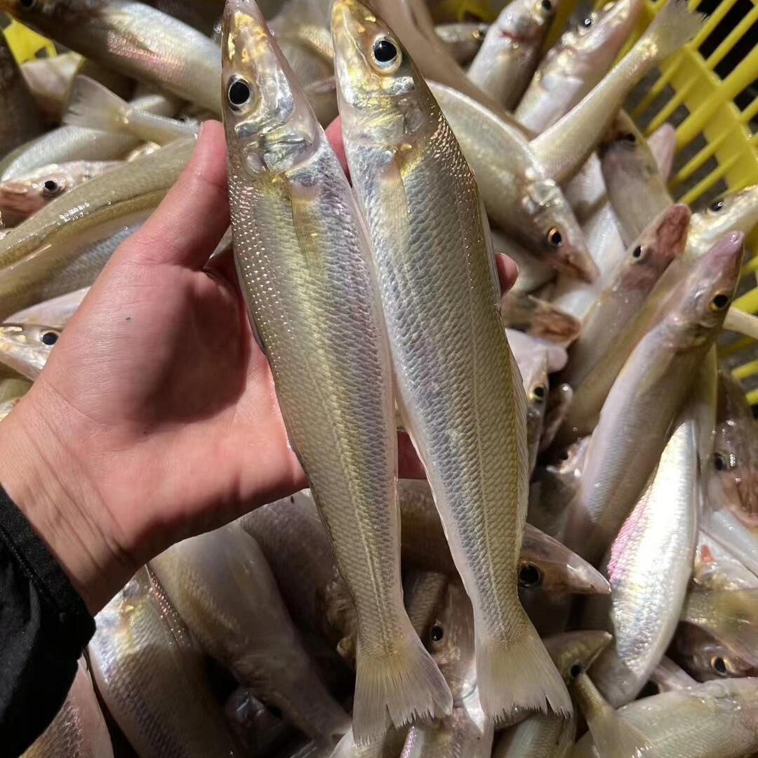 新鲜沙尖鱼惠来县神泉镇本港发（小鱼专属）