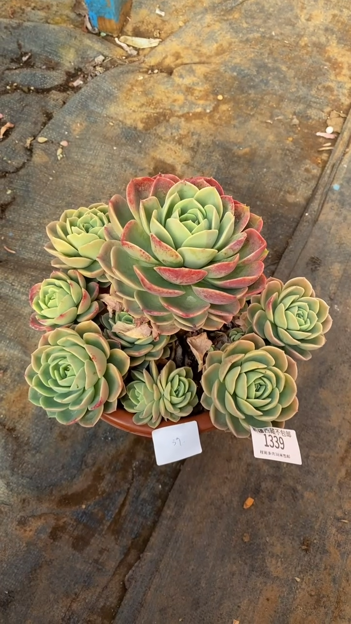 【闪购商品】1339哈密瓜