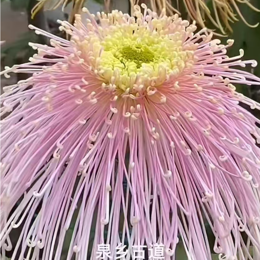 【花苞发货】[泉乡古道]九月菊花苗大型花好养护简单耐寒耐旱