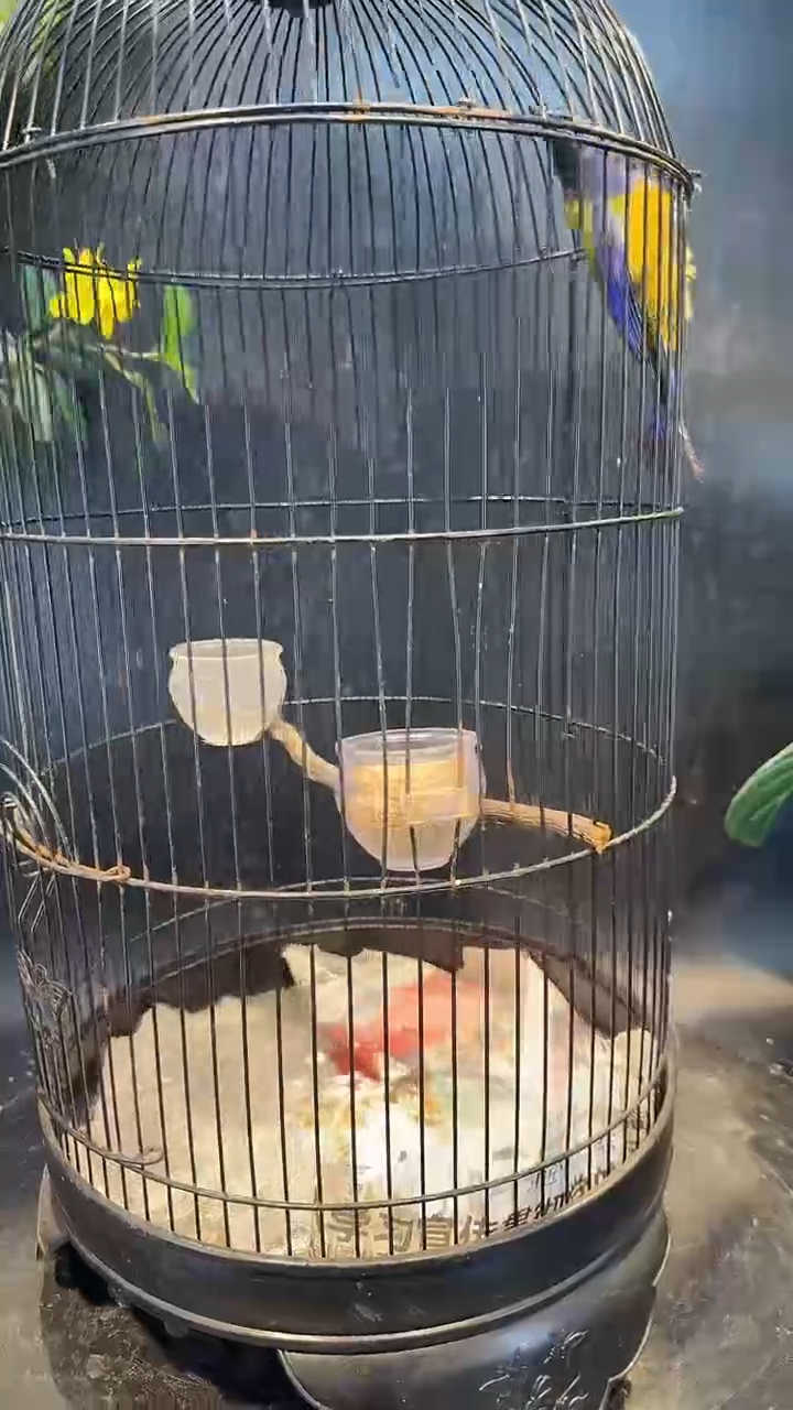 2号  橙腹养笼  0元起拍