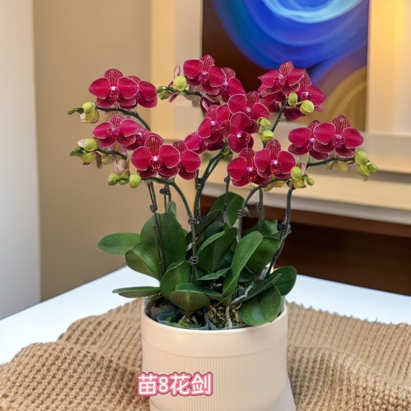 九仙嶂02[樱桃]高端欧品蝴蝶兰 新手推荐款