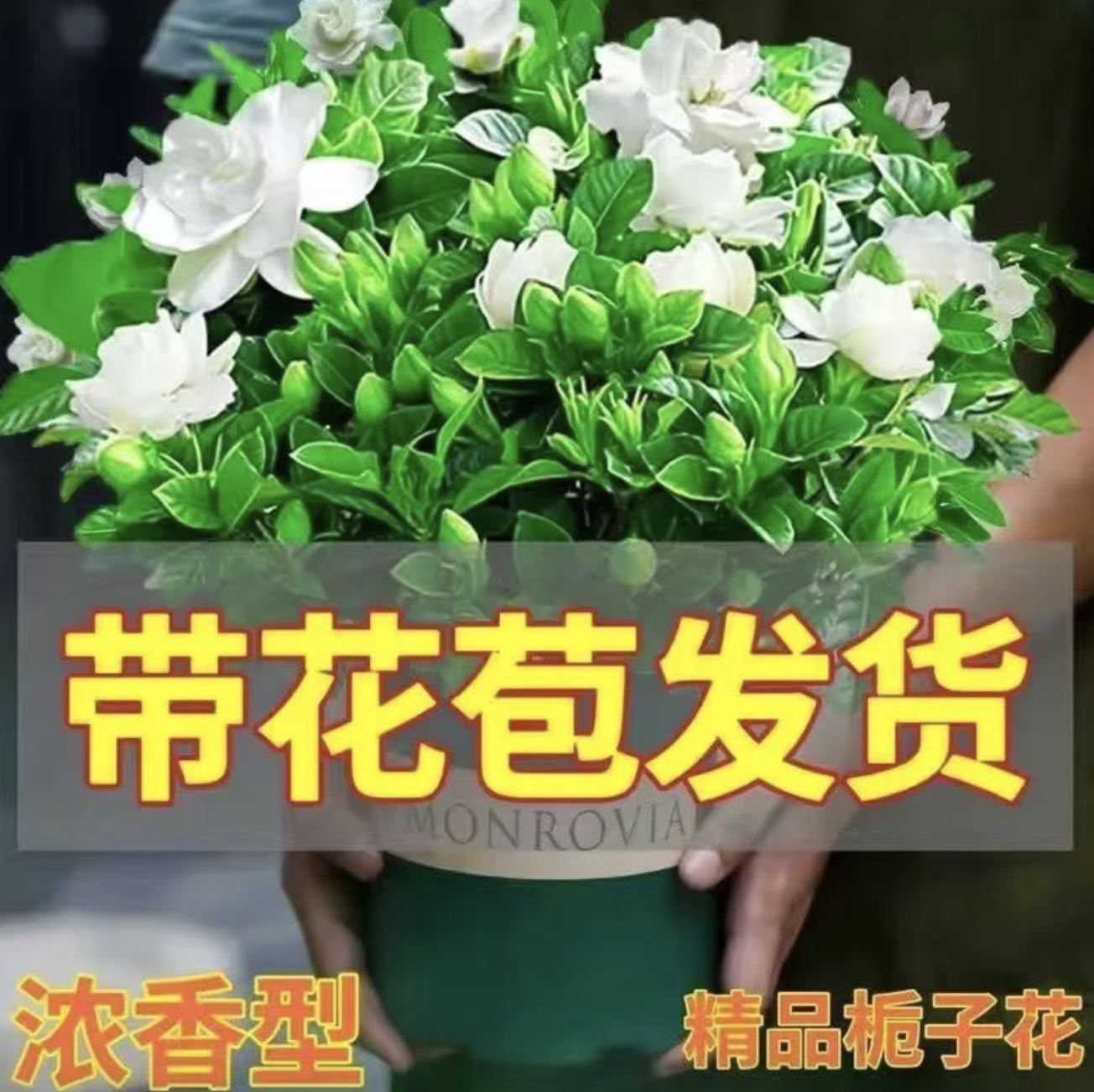 【特大盆栀子花】丛生香水重瓣盆栽花卉植物室内带花苞好养