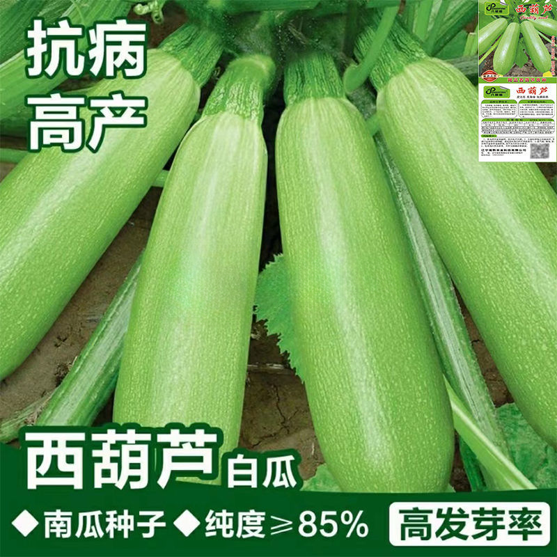 【当季新种】西葫芦种子早青南瓜春夏季种耐寒抗病高产易种植可蔬菜