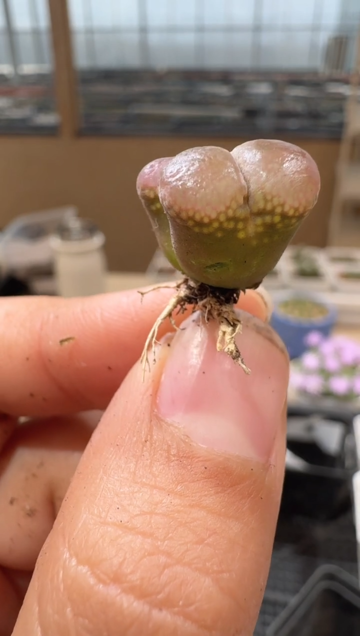 10-45多肉植物肉锥