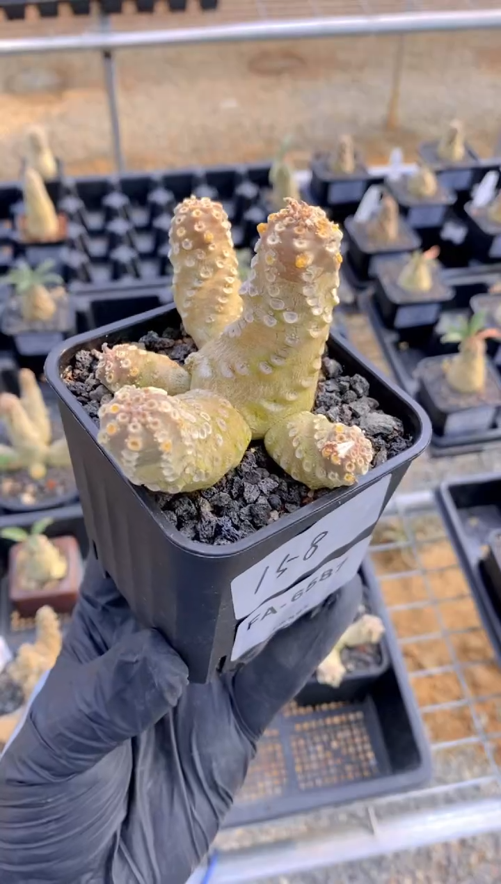 【闪购商品】椰子琉桑FA-6587