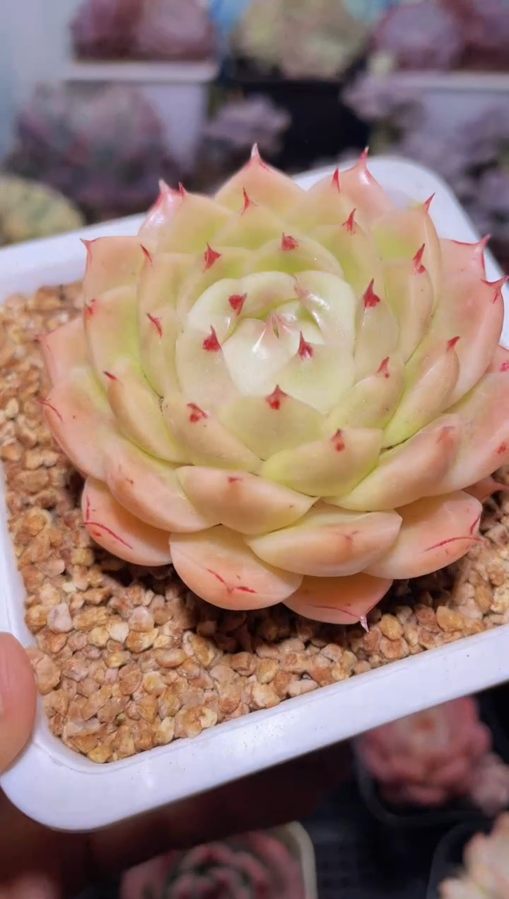 【闪购商品】009霓虹麦秆多肉